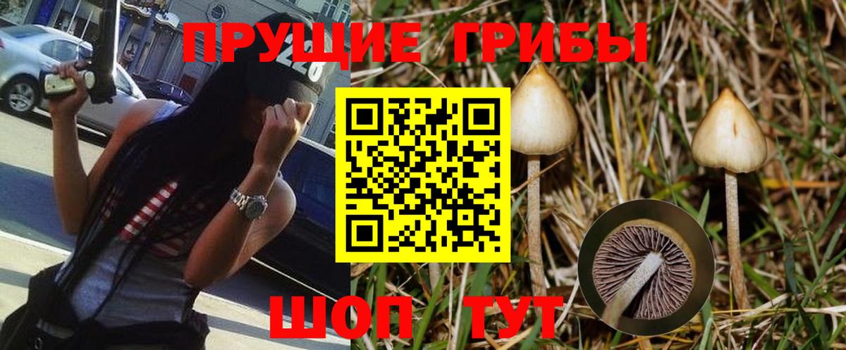 Псилоцибиновые грибы прущие грибы Осинники